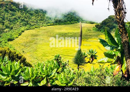 Ein Sumpf am Mount Gahinga im Mgahinga Gorilla National Park, Uganda Stockfoto