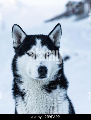 Ein Husky-Hund (Canis lupus familiaris) im Skigebiet in Gudauri, Georgia Stockfoto