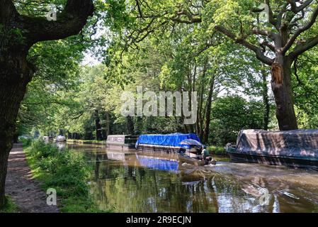 Ein kleines Boot mit Außenbordmotor, das an einem sonnigen Sommertag in Surrey, England, entlang des River Wey Navigationskanals in Pyrford fährt Stockfoto