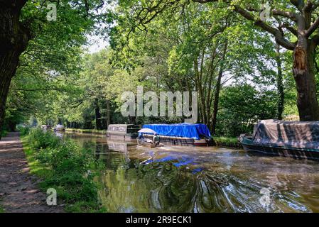 Ein kleines Boot mit Außenbordmotor, das an einem sonnigen Sommertag in Surrey, England, entlang des River Wey Navigationskanals in Pyrford fährt Stockfoto