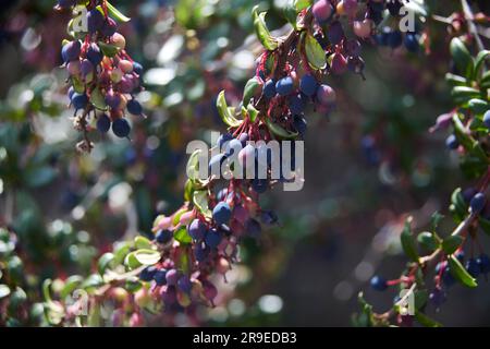 Darwin’s Barberry (Berberis darwinii) – Nahaufnahme der Frucht. Stockfoto