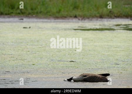 Sugwas Pool, Credenhill, Herefordshire, Großbritannien – Montag, 26. Juni – Im Sugwas Pool, einem ehemaligen Steinbruch in der Nähe von Hereford, liegt Eine tote kanadische Gans im flachen Wasser. Der Vogel scheint unverletzt und vor kurzem verstorben zu sein. Die DEFRA erklärt, dass ganz England, Schottland und Wales nach wie vor eine Vogelgrippepräventionszone (AIPZ) für das Vogelgrippevirus H5N1 bilden. Foto Steven May/Alamy Live News Stockfoto