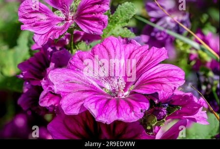 Malva-Blumen-Makroaufnahme in Pink und Lila Stockfoto