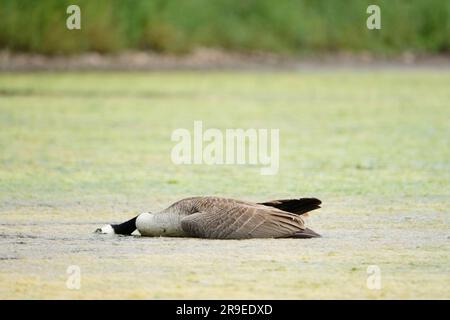 Sugwas Pool, Credenhill, Herefordshire, Großbritannien – Montag, 26. Juni – Im Sugwas Pool, einem ehemaligen Steinbruch in der Nähe von Hereford, liegt Eine tote kanadische Gans im flachen Wasser. Der Vogel scheint unverletzt und vor kurzem verstorben zu sein. Die DEFRA erklärt, dass ganz England, Schottland und Wales nach wie vor eine Vogelgrippepräventionszone (AIPZ) für das Vogelgrippevirus H5N1 bilden. Foto Steven May/Alamy Live News Stockfoto