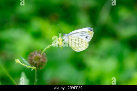 Pieris rapae Schmetterling Makro auf die Blume geschossen Stockfoto