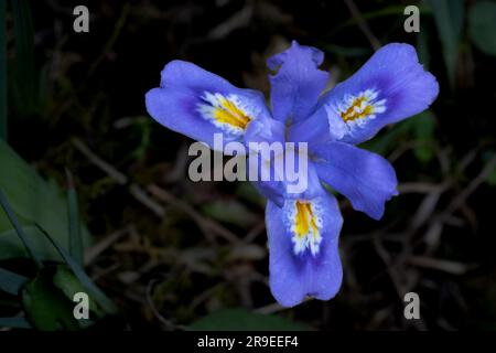 Dwarf Lake Iris (Iris lacustris) ist eine mehrjährige Pflanze, die in der Region der Großen Seen im Osten Nordamerikas heimisch ist. Es hat einen Erhaltungszustand von G3. Stockfoto