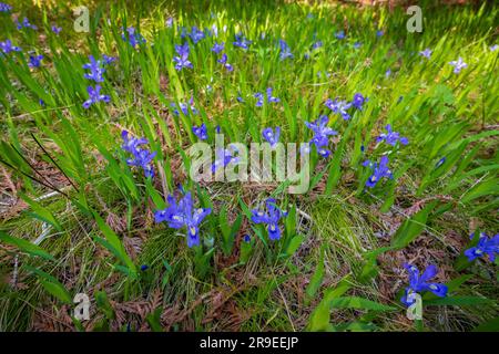 Dwarf Lake Iris (Iris lacustris) ist eine mehrjährige Pflanze, die in der Region der Großen Seen im Osten Nordamerikas heimisch ist. Es hat einen Erhaltungszustand von G3. Stockfoto