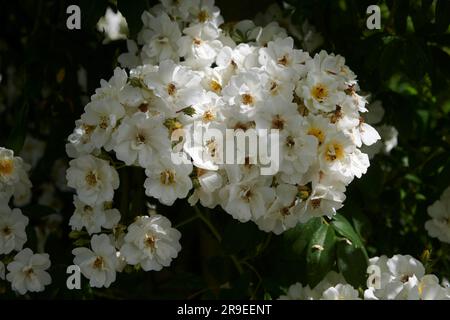 Multiflora-Rose (Rosa multiflora) Stockfoto