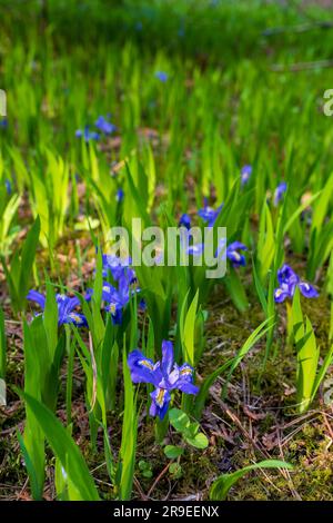 Dwarf Lake Iris (Iris lacustris) ist eine mehrjährige Pflanze, die in der Region der Großen Seen im Osten Nordamerikas heimisch ist. Es hat einen Erhaltungszustand von G3. Stockfoto