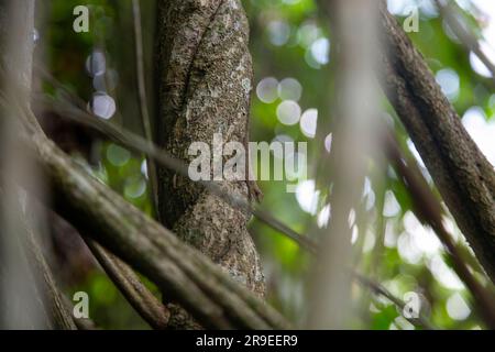 Ayahuasca-Pflanzen in einer Region des peruanischen Dschungels. Stockfoto