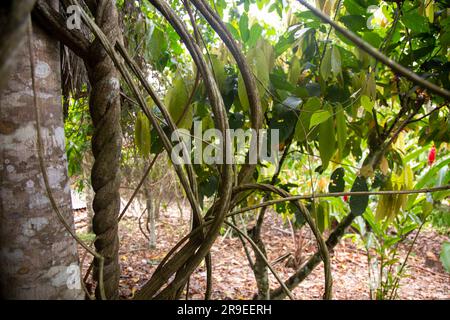 Ayahuasca-Pflanzen in einer Region des peruanischen Dschungels. Stockfoto