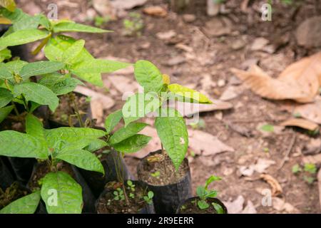 Ayahuasca-Pflanzen in einer Region des peruanischen Dschungels. Stockfoto