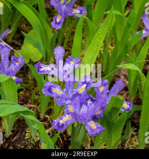 Dwarf Lake Iris (Iris lacustris) ist eine mehrjährige Pflanze, die in der Region der Großen Seen im Osten Nordamerikas heimisch ist. Es hat einen Erhaltungszustand von G3. Stockfoto