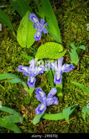 Dwarf Lake Iris (Iris lacustris) ist eine mehrjährige Pflanze, die in der Region der Großen Seen im Osten Nordamerikas heimisch ist. Es hat einen Erhaltungszustand von G3. Stockfoto