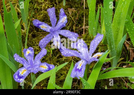 Dwarf Lake Iris (Iris lacustris) ist eine mehrjährige Pflanze, die in der Region der Großen Seen im Osten Nordamerikas heimisch ist. Es hat einen Erhaltungszustand von G3. Stockfoto