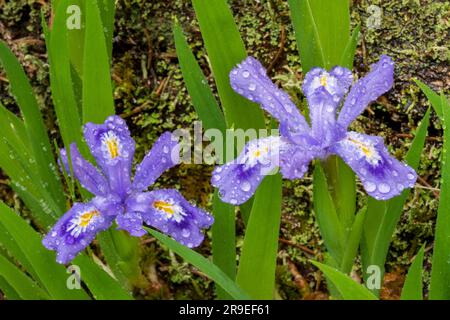 Dwarf Lake Iris (Iris lacustris) ist eine mehrjährige Pflanze, die in der Region der Großen Seen im Osten Nordamerikas heimisch ist. Es hat einen Erhaltungszustand von G3. Stockfoto