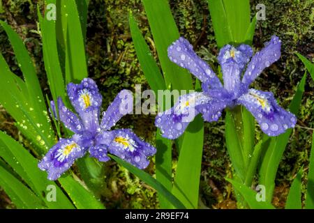 Dwarf Lake Iris (Iris lacustris) ist eine mehrjährige Pflanze, die in der Region der Großen Seen im Osten Nordamerikas heimisch ist. Es hat einen Erhaltungszustand von G3. Stockfoto