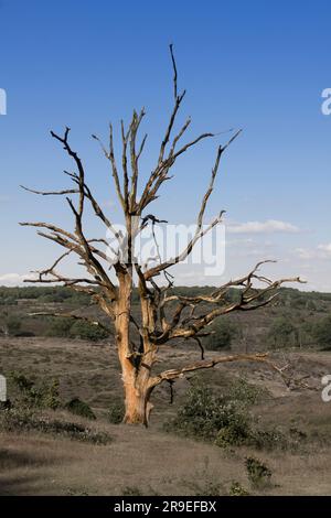 Ein toter Baum auf einem Feld mit blauem Himmel Stockfoto