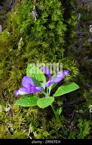 Dwarf Lake Iris (Iris lacustris) ist eine mehrjährige Pflanze, die in der Region der Großen Seen im Osten Nordamerikas heimisch ist. Es hat einen Erhaltungszustand von G3. Stockfoto