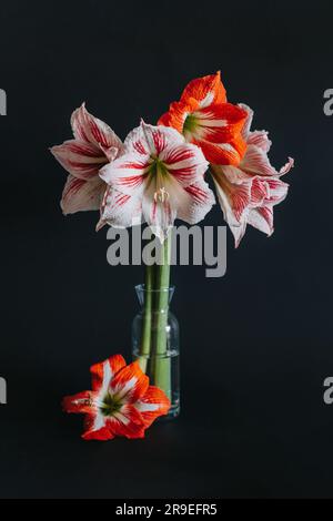 Wunderschöne weiße und rote Amaryllis-Blumen in einer Glasvase auf schwarzem Hintergrund. Ausgewählter Fokus. Stockfoto