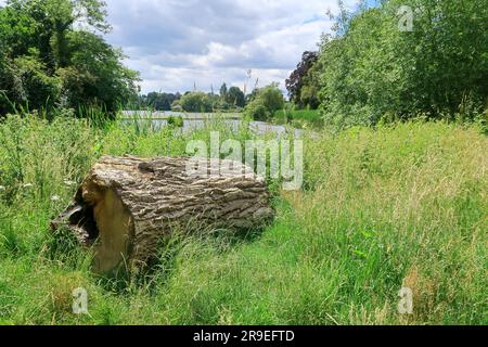 Ein alter Baumstamm mit Blick auf den Fluss Eden in einer Waldlandschaft Stockfoto