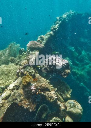 Japanisches Schiffswrack, Coron-Inseln, Palawan, Philippinen, Asien Stockfoto