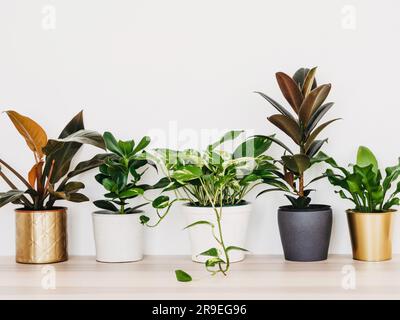 Zimmerpflanzen in bunten Töpfen auf dem Tisch an der weißen Wand. Inneneinrichtung, Wohnungsdesign, Inneneinrichtung, Pflanzen. Vorderansicht. Speicherplatz kopieren Stockfoto