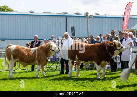 Stiere werden in einem Showring bei der Royal Highland Show in Schottland gezeigt Stockfoto