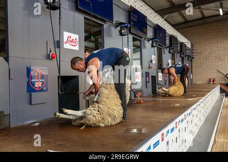 Schafscheren bei der Royal Highland Show, Ingliston, Edinburgh Stockfoto