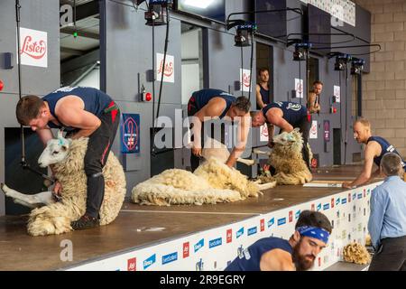 Schafscheren bei der Royal Highland Show, Ingliston, Edinburgh Stockfoto