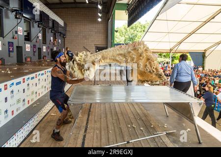 Wollhandhaberwettbewerb bei der Royal Highland Show, Schottland Stockfoto