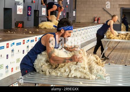 Wollhandhaberwettbewerb bei der Royal Highland Show, Schottland Stockfoto