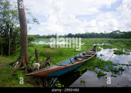 Blick vom Cuipari-See im peruanischen Dschungel. Stockfoto