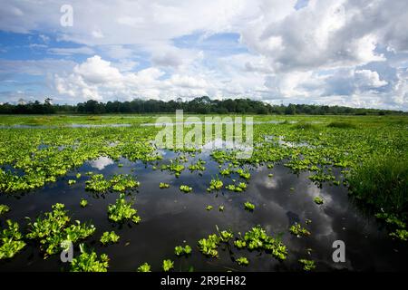 Blick vom Cuipari-See im peruanischen Dschungel. Stockfoto
