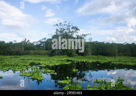 Blick vom Cuipari-See im peruanischen Dschungel. Stockfoto