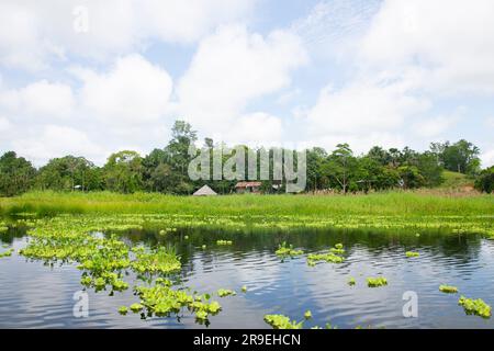Blick vom Cuipari-See im peruanischen Dschungel. Stockfoto