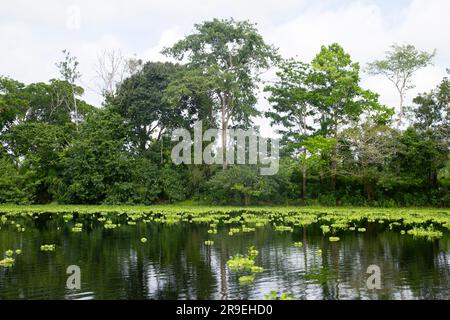 Blick vom Cuipari-See im peruanischen Dschungel. Stockfoto