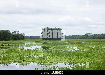 Blick vom Cuipari-See im peruanischen Dschungel. Stockfoto