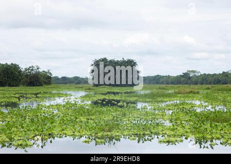 Blick vom Cuipari-See im peruanischen Dschungel. Stockfoto