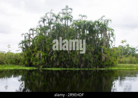 Blick vom Cuipari-See im peruanischen Dschungel. Stockfoto