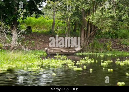 Blick vom Cuipari-See im peruanischen Dschungel. Stockfoto