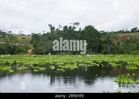 Blick vom Cuipari-See im peruanischen Dschungel. Stockfoto