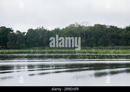 Blick vom Cuipari-See im peruanischen Dschungel. Stockfoto