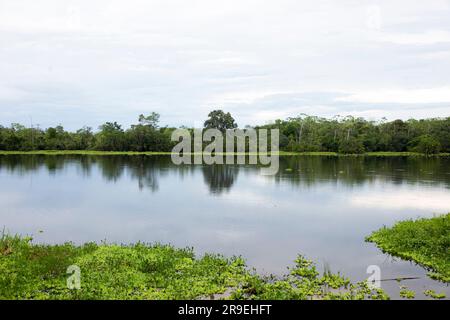 Blick vom Cuipari-See im peruanischen Dschungel. Stockfoto