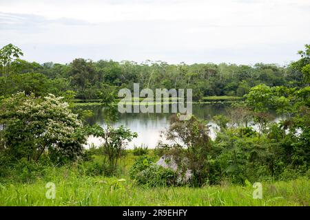 Blick vom Cuipari-See im peruanischen Dschungel. Stockfoto