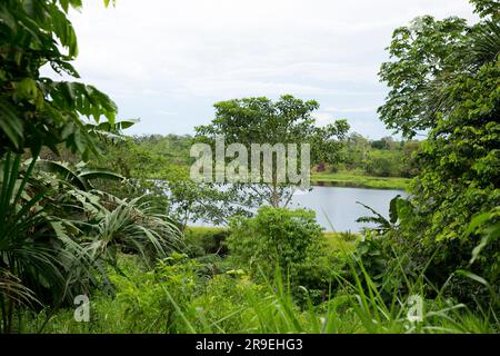 Blick vom Cuipari-See im peruanischen Dschungel. Stockfoto