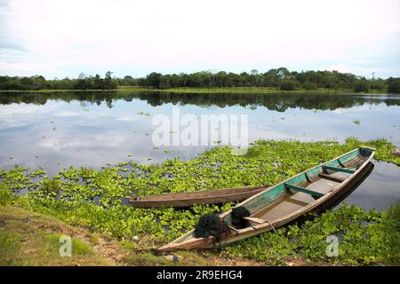 Blick vom Cuipari-See im peruanischen Dschungel. Stockfoto