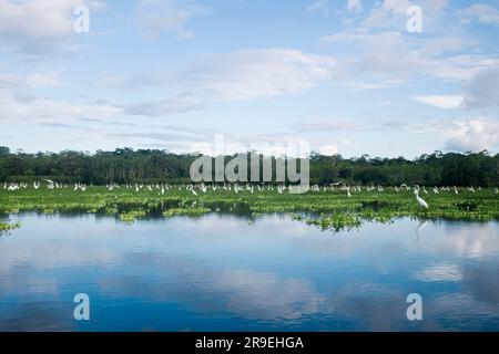 Blick vom Cuipari-See im peruanischen Dschungel. Stockfoto