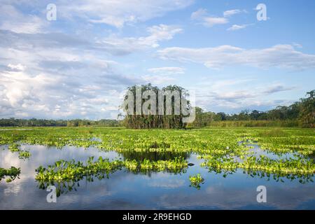 Blick vom Cuipari-See im peruanischen Dschungel. Stockfoto