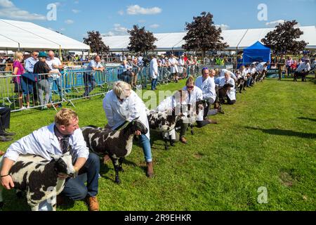 Schafe, die in einem Schauring bei der Royal Highland Show in Schottland gezeigt und beurteilt werden Stockfoto